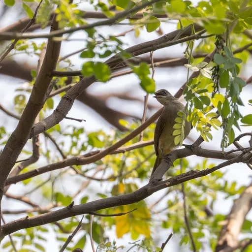 Streak-eared Bulbul