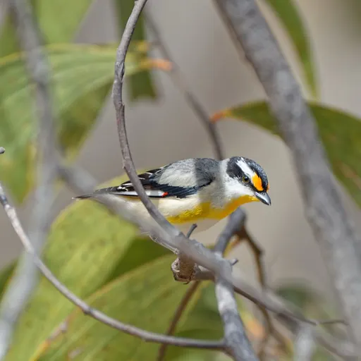 Striated Pardalote