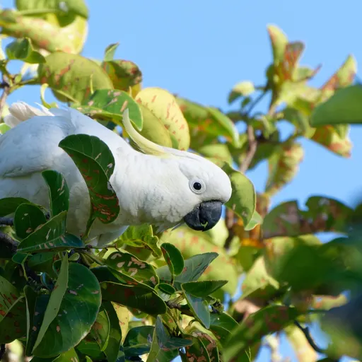 Sulphur-crested Cockatoo