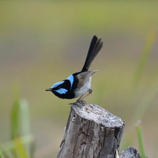 Male Superb Fairywren in blue breeding plumage