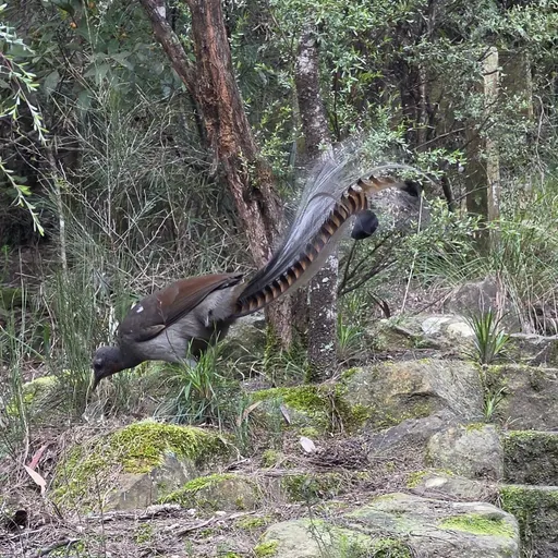 Superb Lyrebird