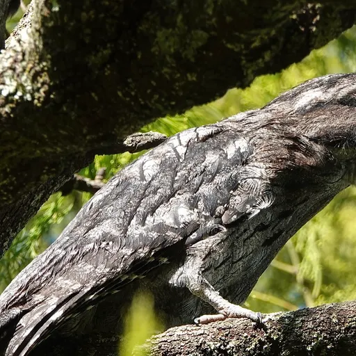 Tawny Frogmouth