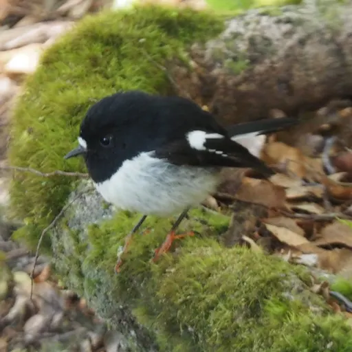 Tomtit