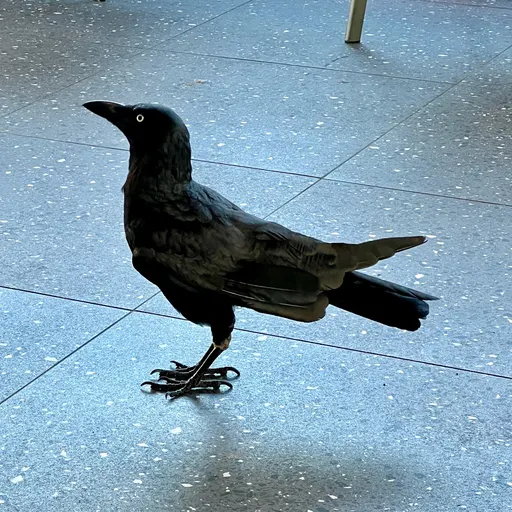 Torresian Crow