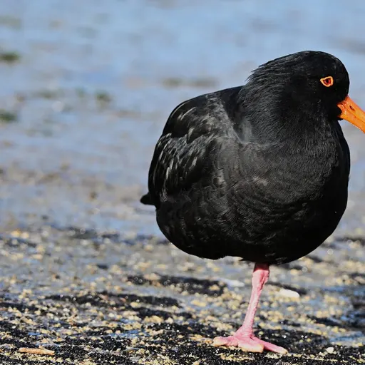 Variable Oystercatcher