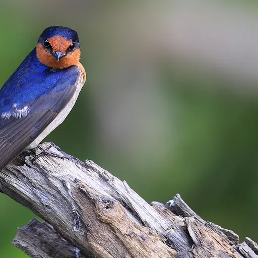 Welcome Swallow