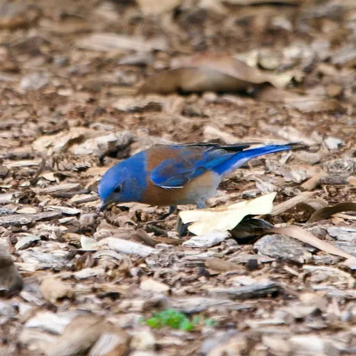 Western Bluebird