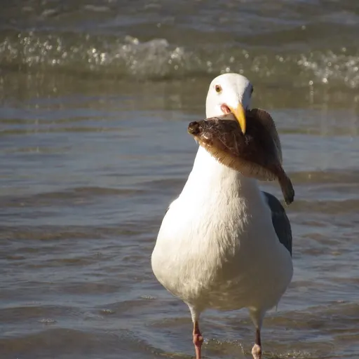 Western Gull