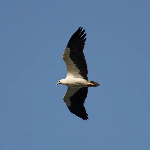 White-bellied Sea-Eagle