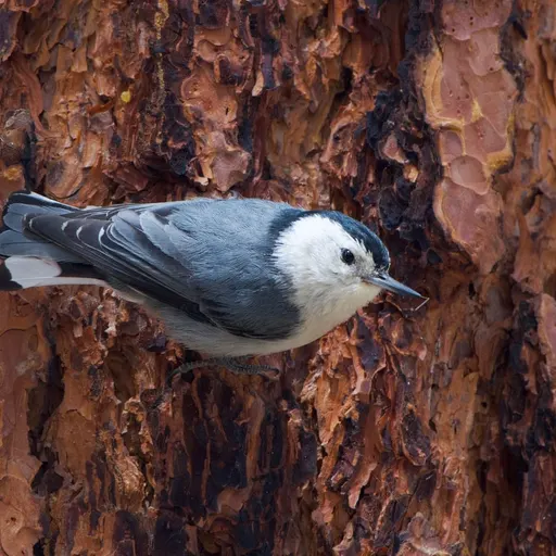 White-breasted Nuthatch
