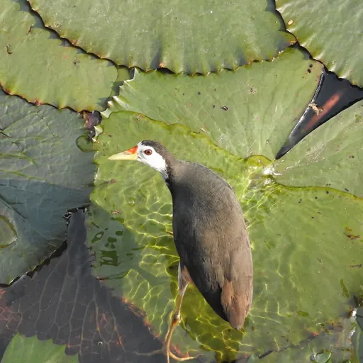 White-breasted Waterhen