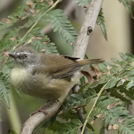 White-browed Scrubwren