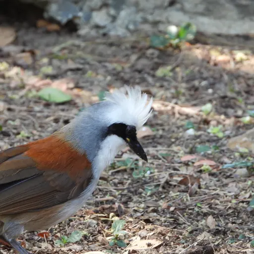 White-crested Laughingthrush