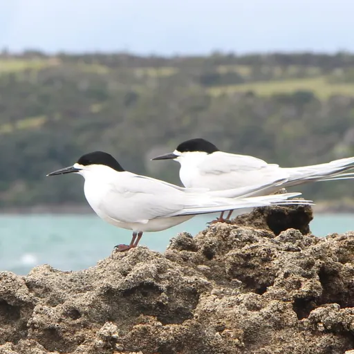 White-fronted Tern