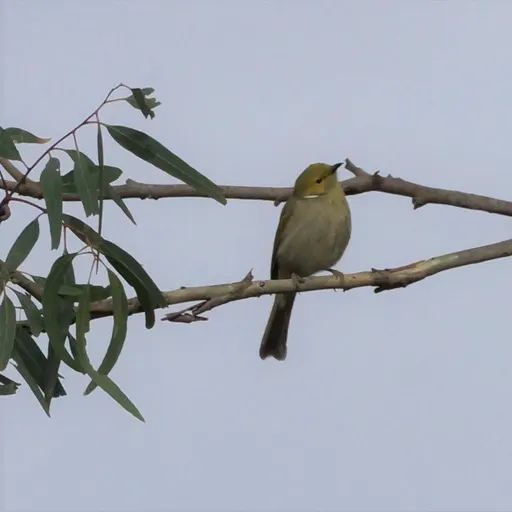White-plumed Honeyeater