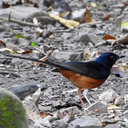 White-rumped Shama