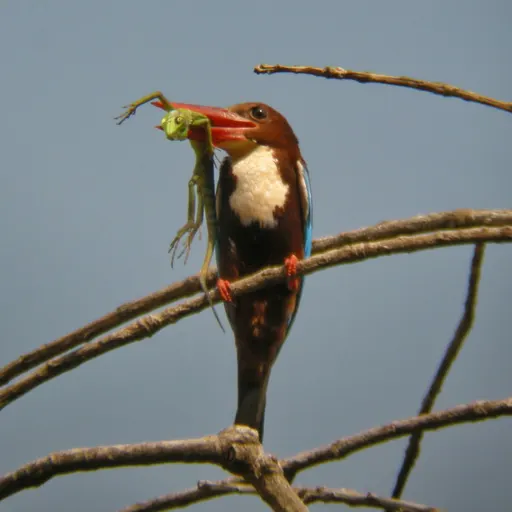 White-throated Kingfisher