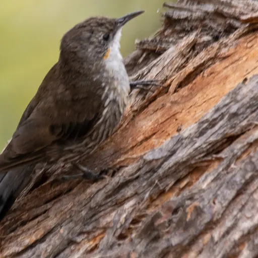 White-throated Treecreeper