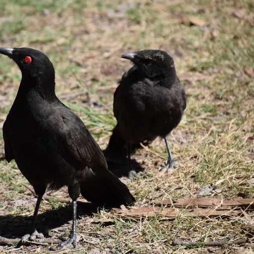 White-winged Chough