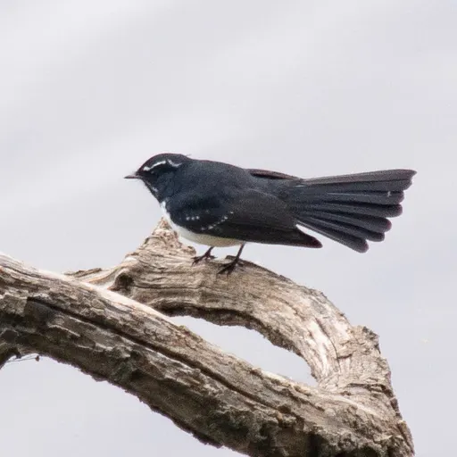 Willie Wagtail