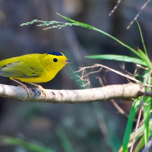 Wilson's Warbler