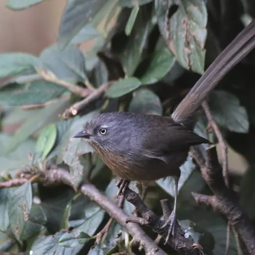 Wrentit