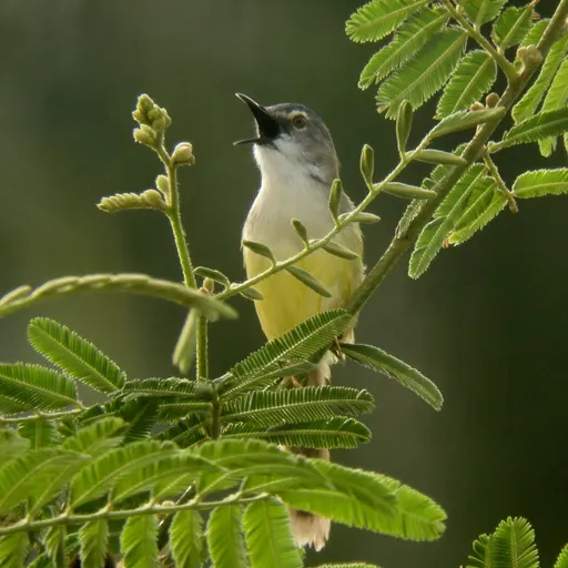 Yellow-bellied Prinia