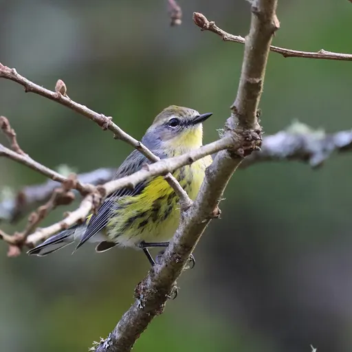 Yellow-rumped Warbler