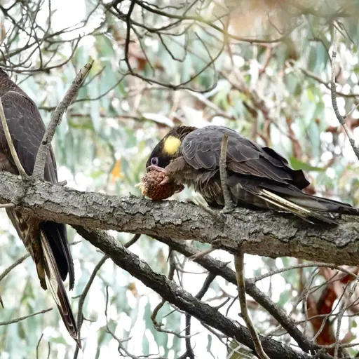 Yellow-tailed Black-Cockatoo
