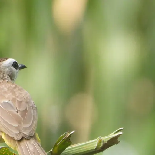 Yellow-vented Bulbul