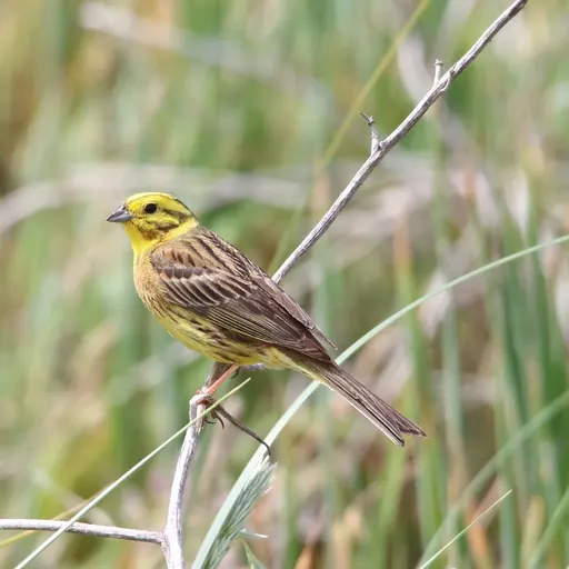 Yellowhammer