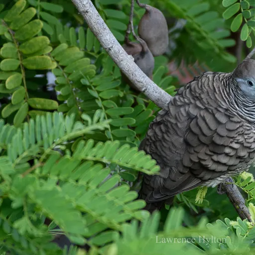 Zebra Dove