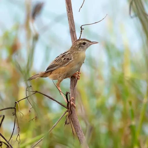 Zitting Cisticola